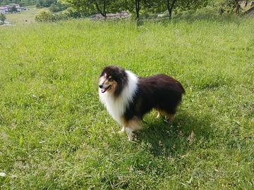 Accoppiamento collie