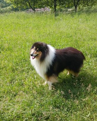 Accoppiamento collie