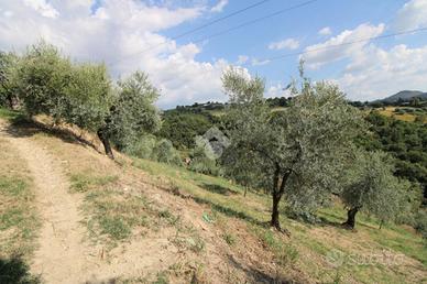 TER. AGRICOLO A SALISANO