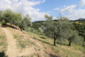 TER. AGRICOLO A SALISANO