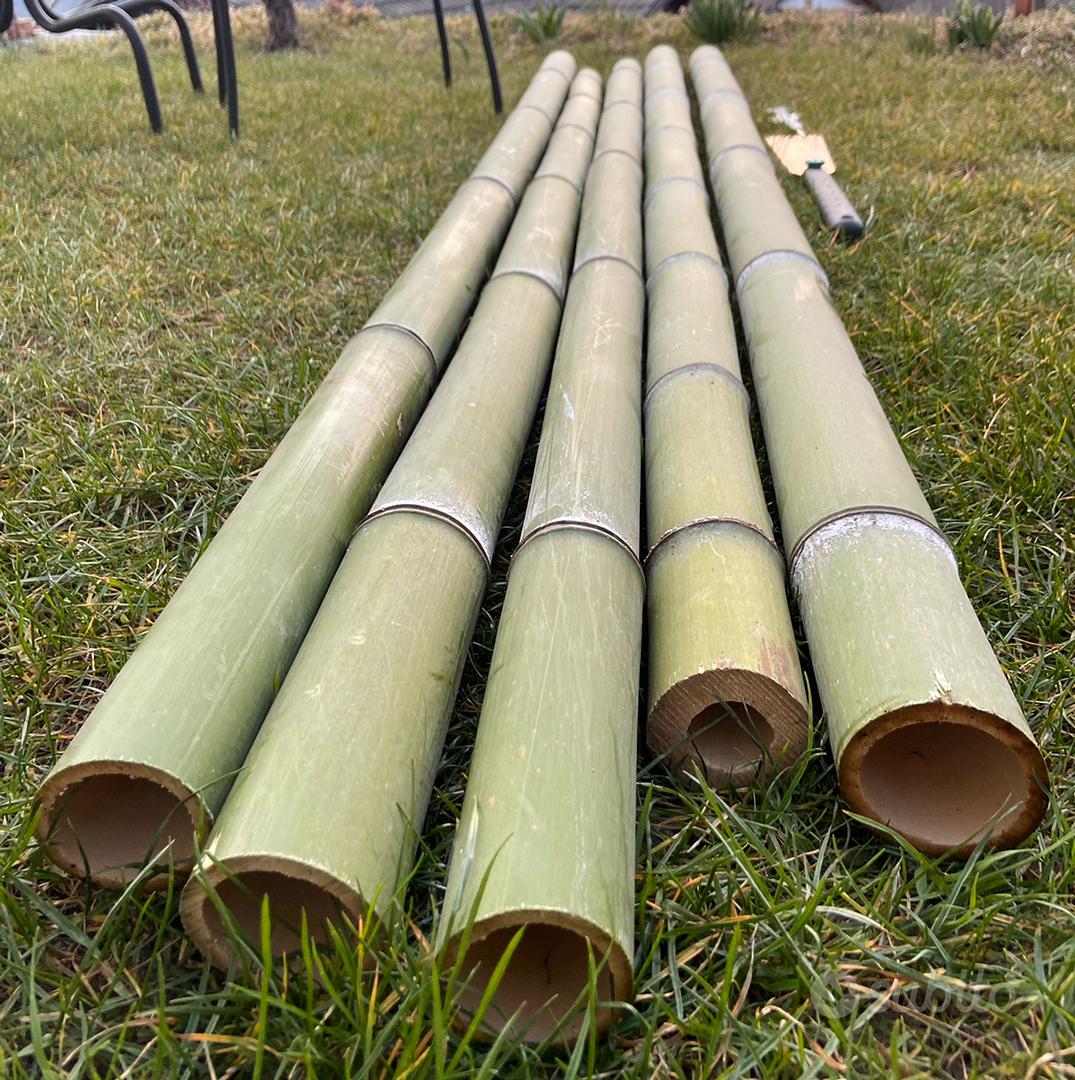 Canne di Bambù gigante Giardino e Fai da te In vendita a Torino