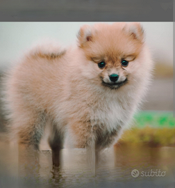 Spitz di pomerania toy