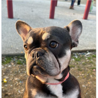 Adulte bulldog