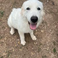 Cucciola di pastore abruzzese