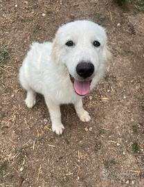 Cucciola di pastore abruzzese