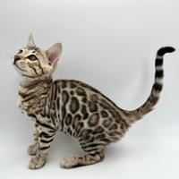 Bengal