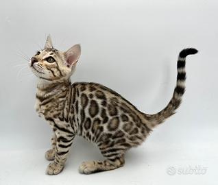 Bengal