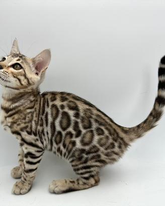 Bengal