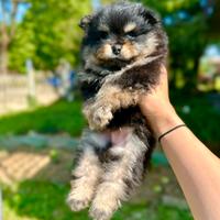 Cucciolo di volpino di Pomerania