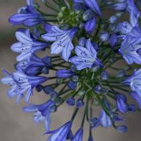 Pianta do Agapanthus Black in Black