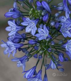 Pianta do Agapanthus Black in Black