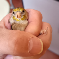 Ibrida di cardellino