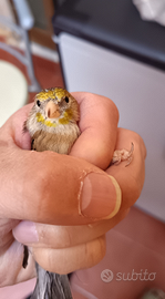 Ibrida di cardellino