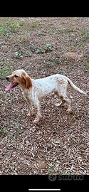 Setter inglese