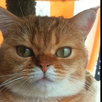 British Shorthair gatta