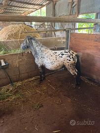 Pony  femmina Appaloosa Leopard