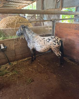 Pony  femmina Appaloosa Leopard