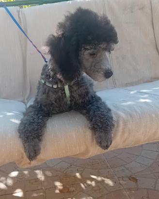 Barboncino cucciolo disponibile