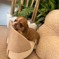 Chihuahua toy maschio pelo corto