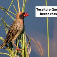Tessitore coelea becco rosso