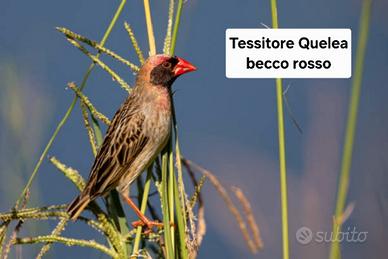 Tessitore coelea becco rosso