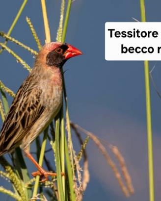 Tessitore coelea becco rosso