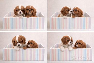 Cavalier King Ruby e Bianco/Arancio taglia piccola