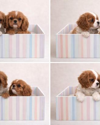 Cavalier King Ruby e Bianco/Arancio taglia piccola