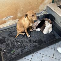 Cuccioli in adozione