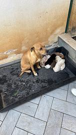 Cuccioli in adozione