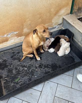 Cuccioli in adozione