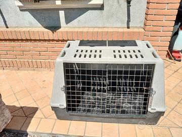 trasporto cani per auto 