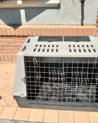trasporto cani per auto 