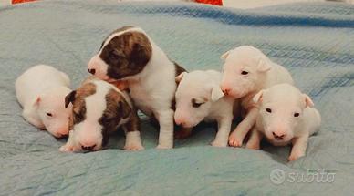 Miniature Bull Terrier Cuccioli