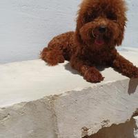 Barboncino Toy red
