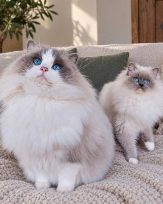 Cucciolata gattini RAGDOLL