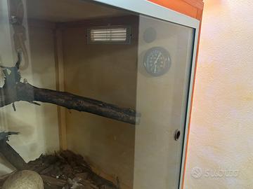 Teche serpenti o rettili