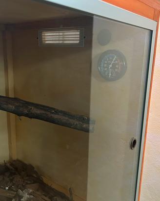 Teche serpenti o rettili