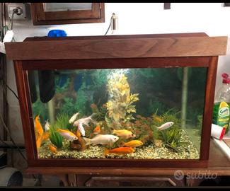 acquario 