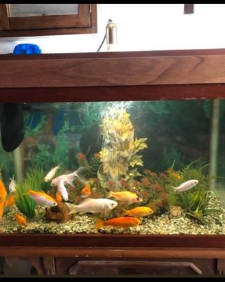 acquario 