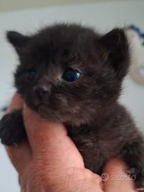 Gatto maschietto
