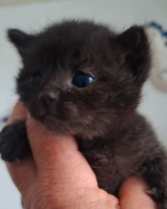 Gatto maschietto