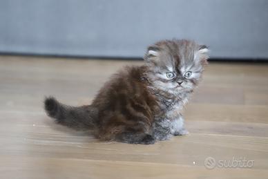 Cucciola di persiano femmina