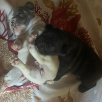 .Bulldog francese