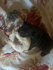 .Bulldog francese
