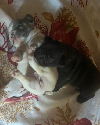 .Bulldog francese