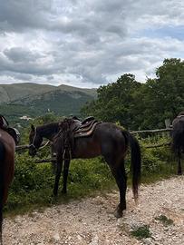 Cavalla da trekking