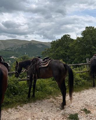 Cavalla da trekking