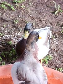 Giovani Anatre Mignon Call Duck maschi