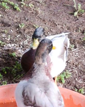 Giovani Anatre Mignon Call Duck maschi